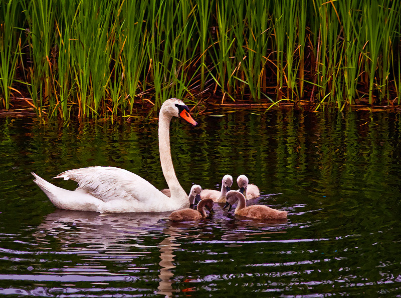 School for Cygnets