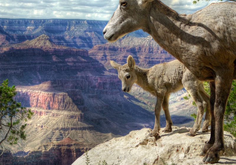 Baby Big Horn Sheep