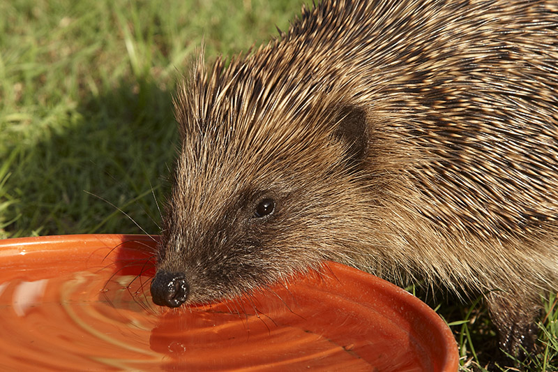 Very thirsty hedgehog babe...