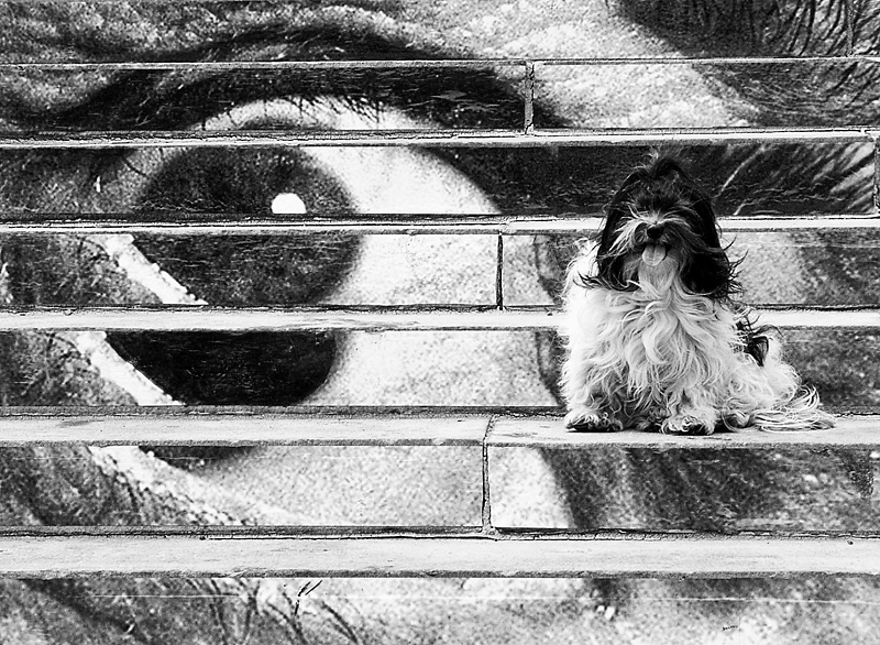 Eye on Dali
