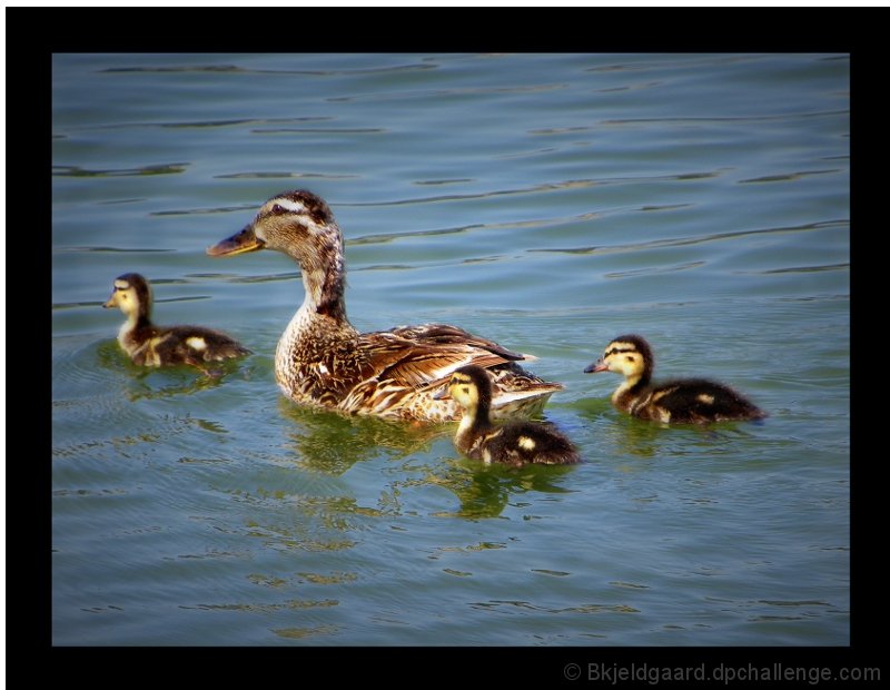 Swimming Lessons