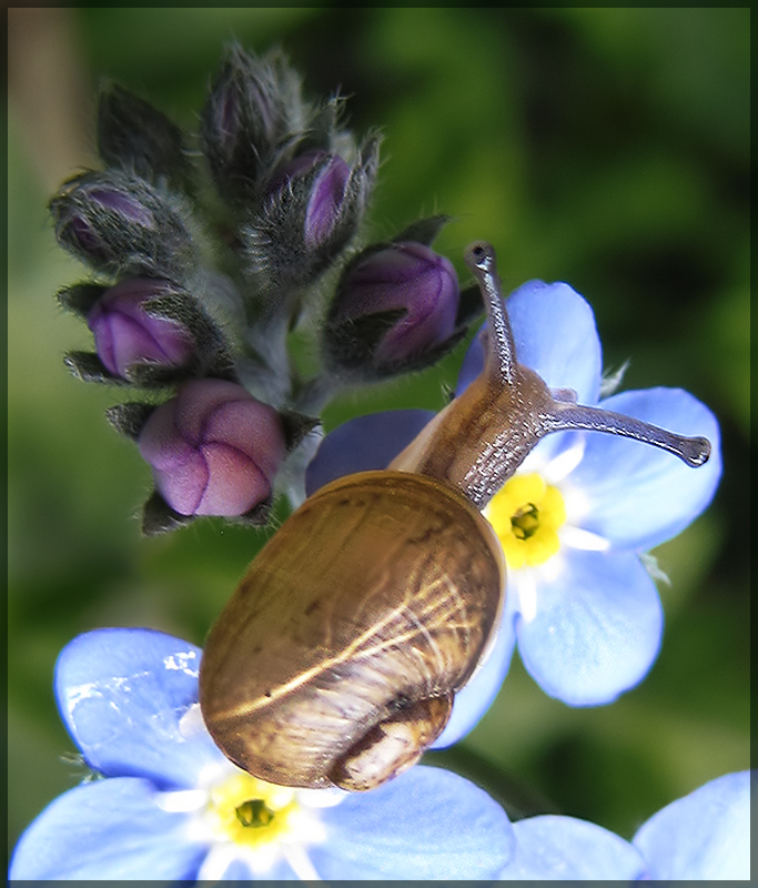 Forget Not The Baby Snail