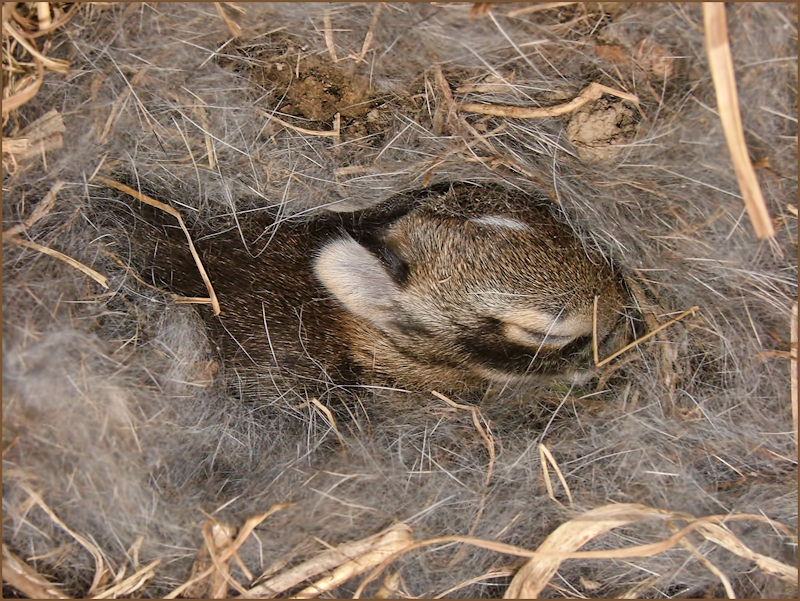 Bunny in Ground Nest