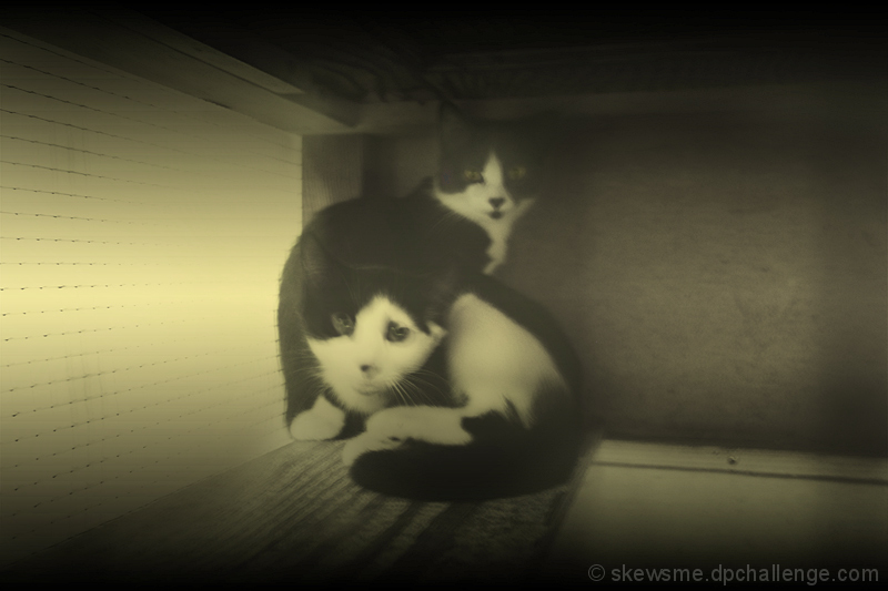 kittens