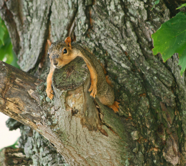 Baby Squirrel On A 95 Degree Day