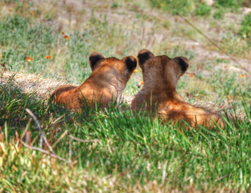 Brotherly Cubs