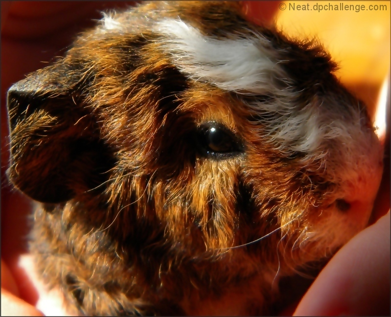 Berry - our guinea pig - 3 hours old