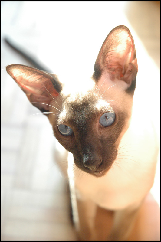 Siamese Kitten (5 month)