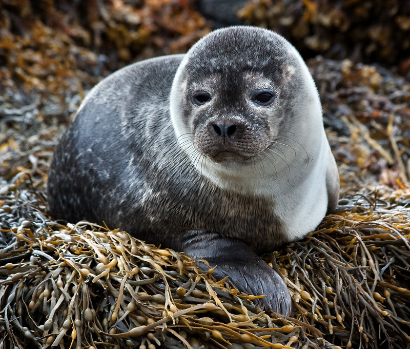 Seal Pup