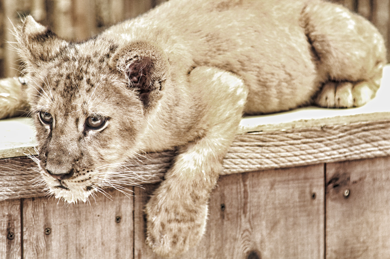 Panthera Leo