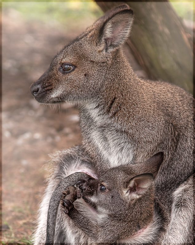 baby Joey
