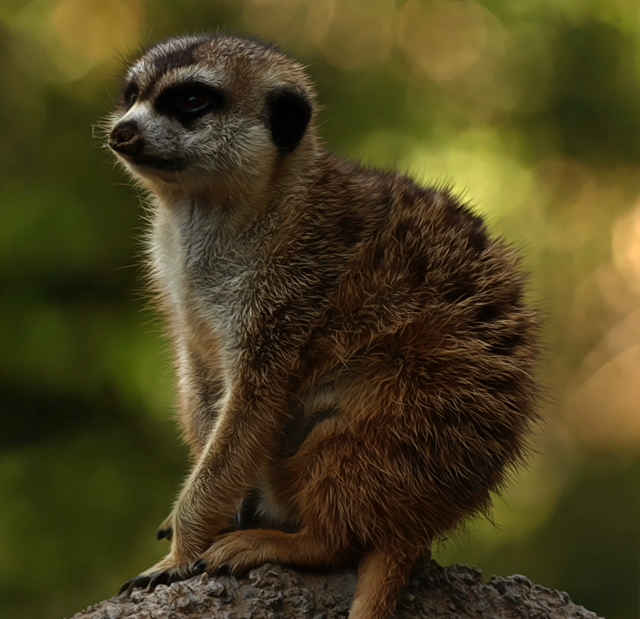 Dirty-nosed and unhappy baby Meerkat