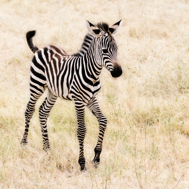 Baby Zebra