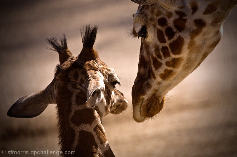 Kiss for Baby