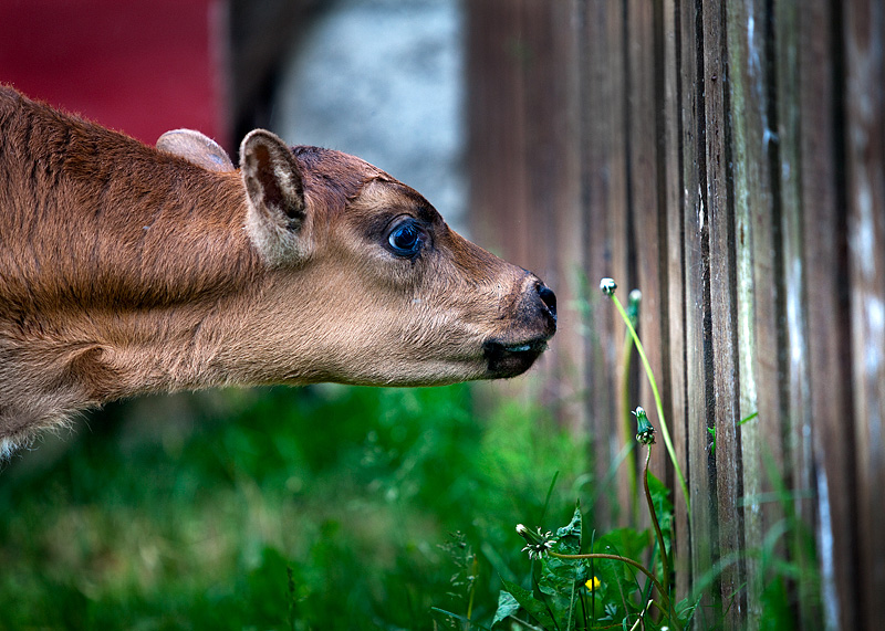 INNOCENCE.  First time out of the cattle house.