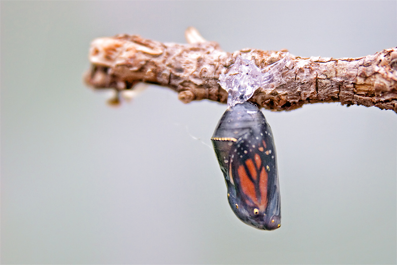 Chrysalis