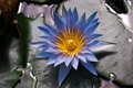 Blue Lotus Flower