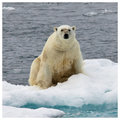 Polar Bear on Ice Floe in the Barents Sea