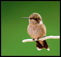 A break from humming