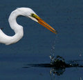 Fish-1 Egret-0