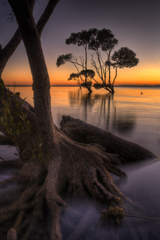 Mangrove trees at high tide