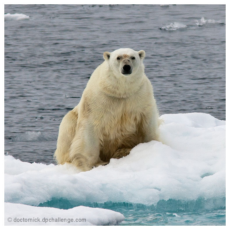 Polar Bear on Ice Floe in the Barents Sea