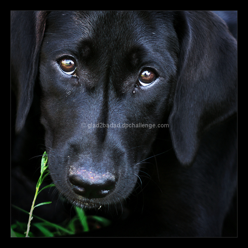 Grass Chewing Interrupted