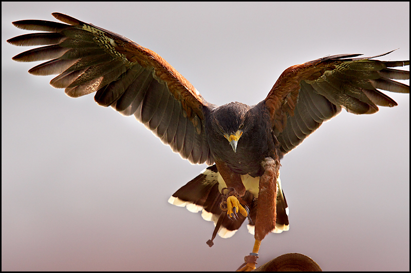 Dancing Hawk