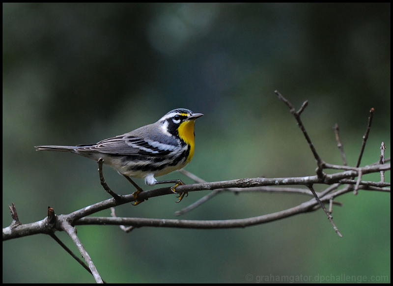 Yellow Throated Warbler