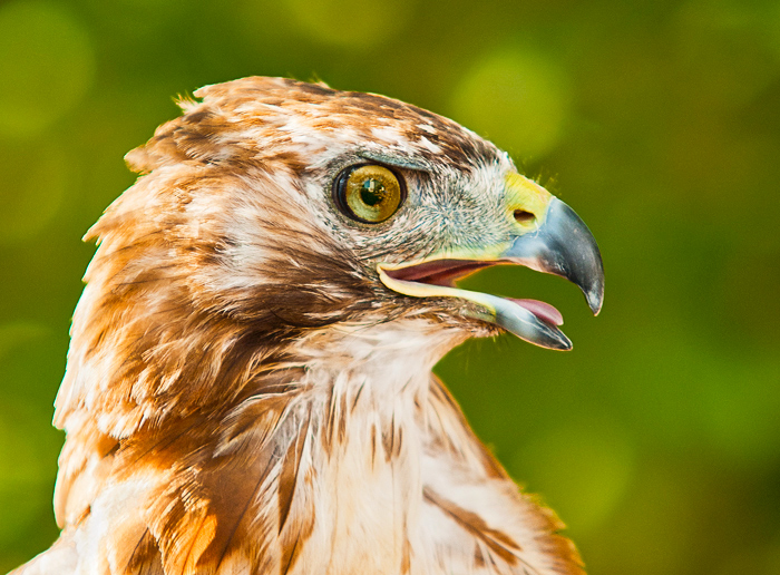 " Redtail Hawk "