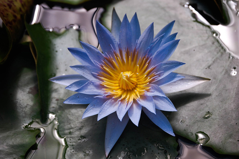 Blue Lotus Flower By Pattyd1230 Dpchallenge