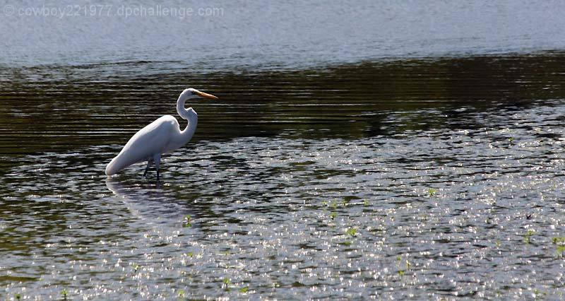 The Majestic Egret