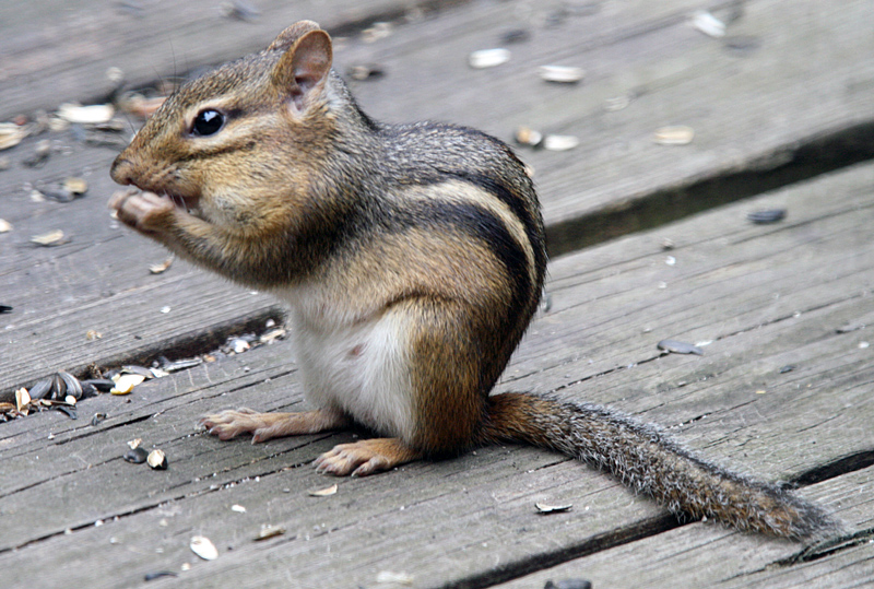 "Cheeky" Chipmunk