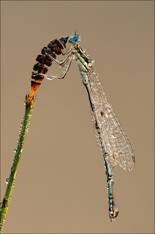 Damselfly in the morning (early)