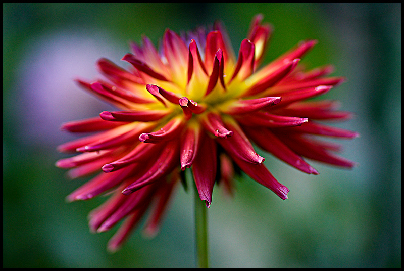 Floral Fireworks