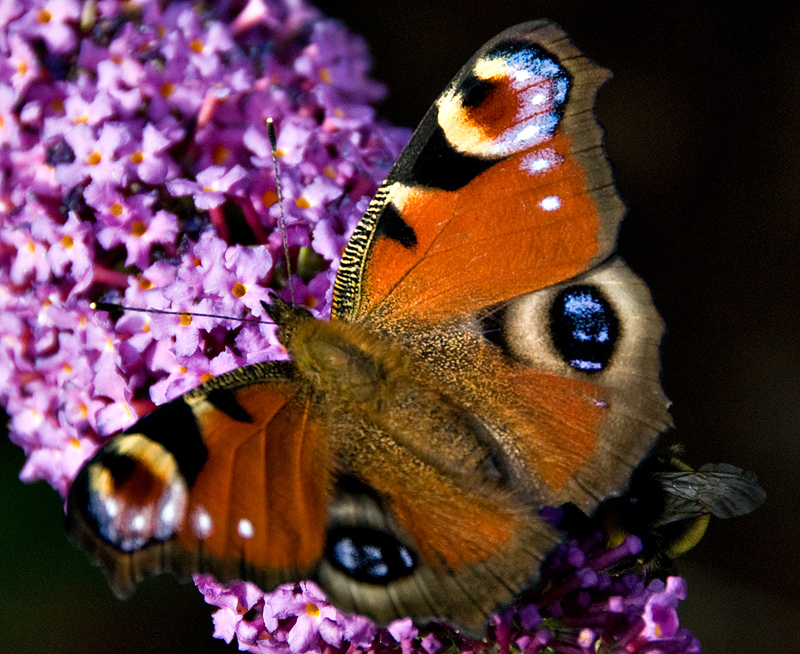 Butterfly on Buddleia with Bee