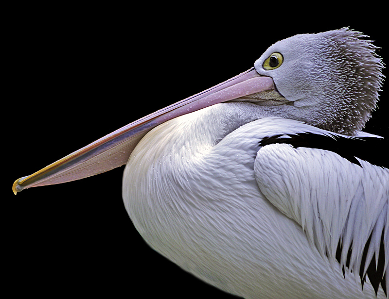 Pelican