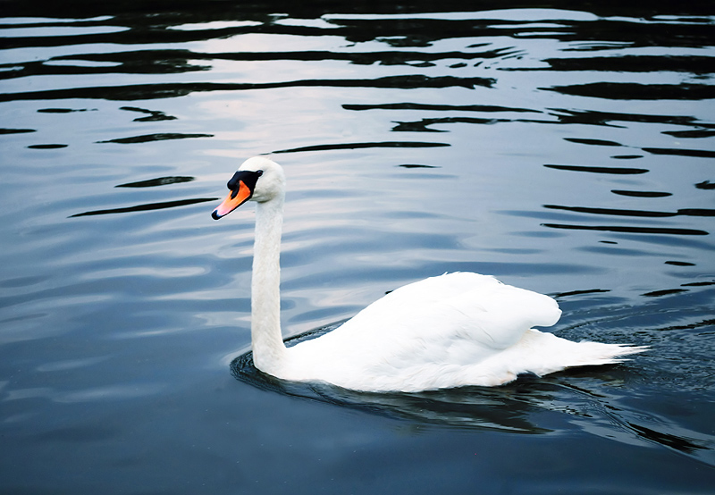 Simplicity of a Swan