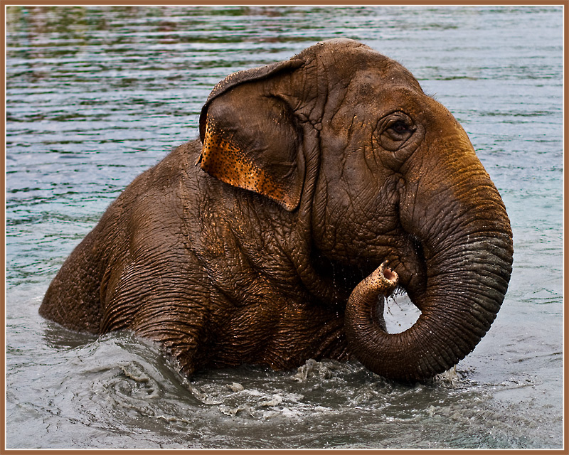 "Splish splash, I was taking a bath"