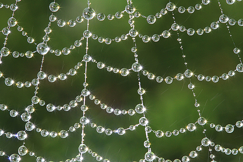 Oversaturated air - how the morning fog decorates a spider web