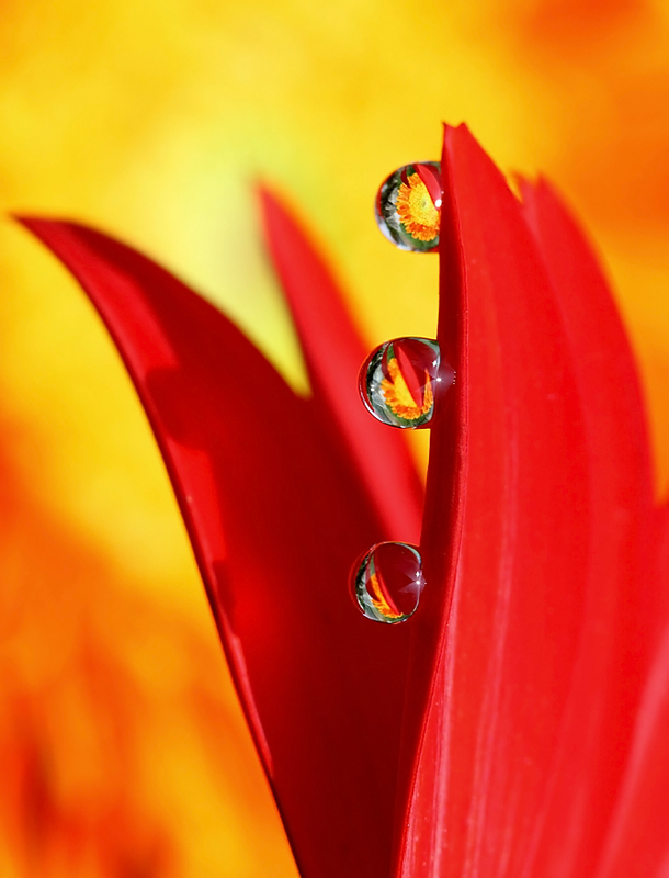 overhang the petal