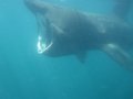 Underwater Basking 