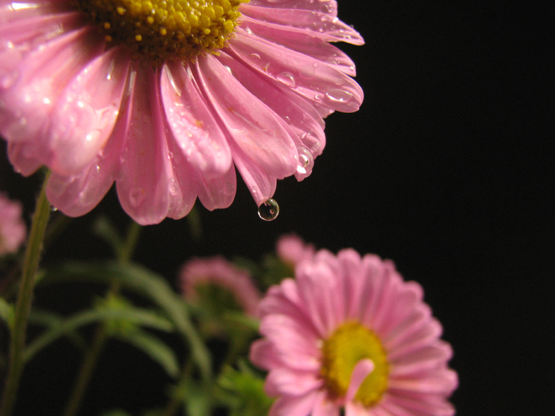 under the flower a dew drop survives