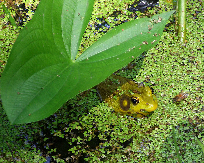 Under the Lily Pad