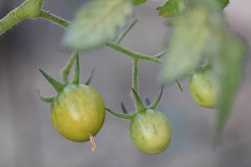 Underripe tomatoes