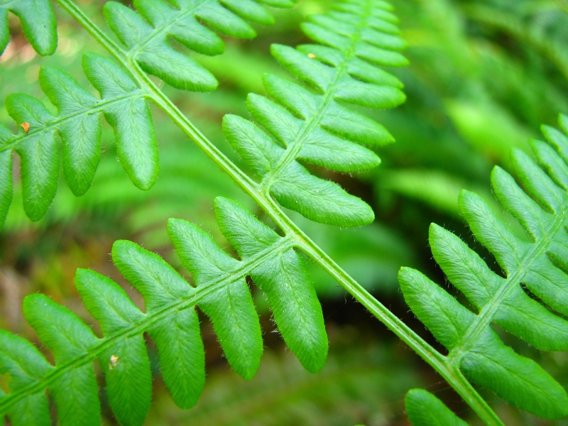 undergrowth