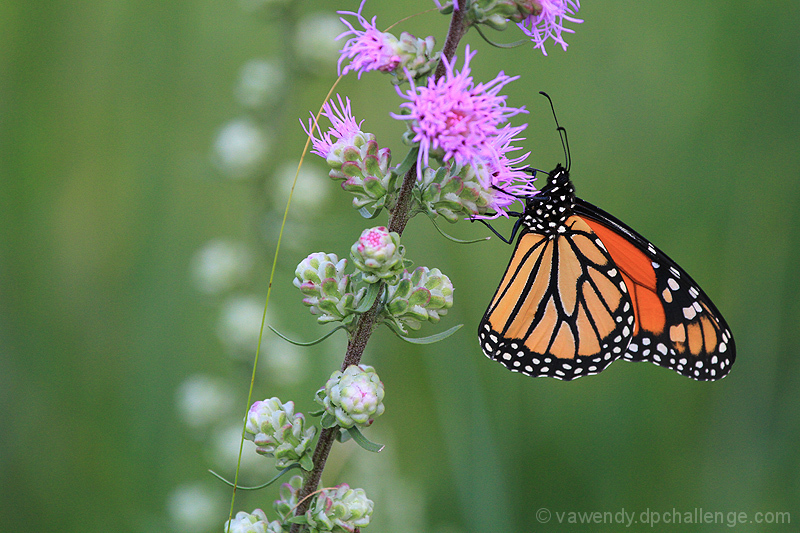 Underwing of Monarch Butterfly