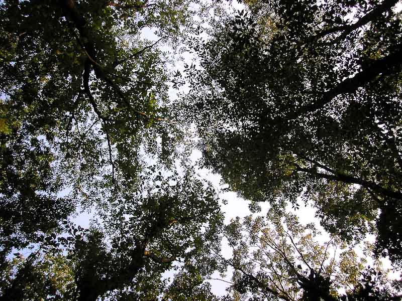 Under the Canopy