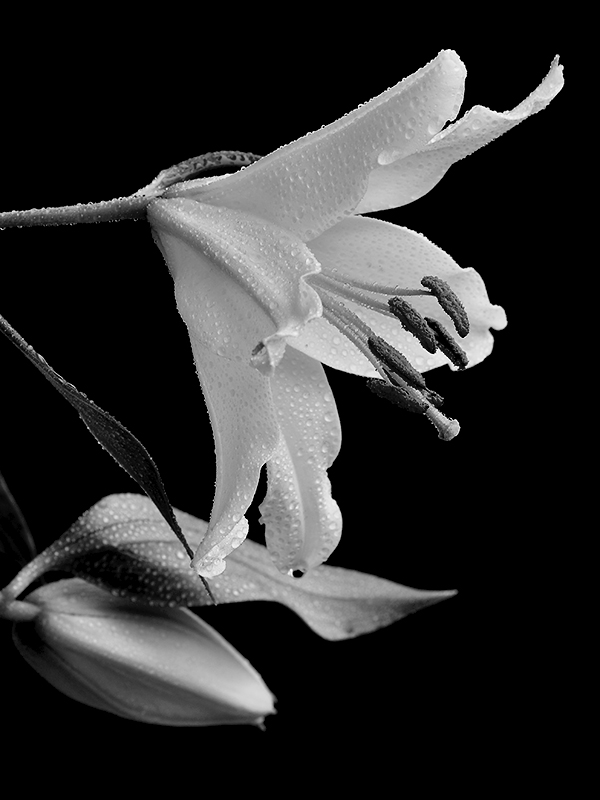 White lily