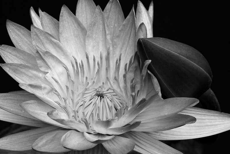 Water Lily and Bud